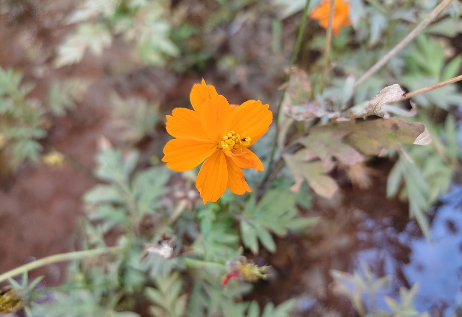 Xiaomi Redmi Note 10 camera sample. Credit: DH Photo/KVN Rohit