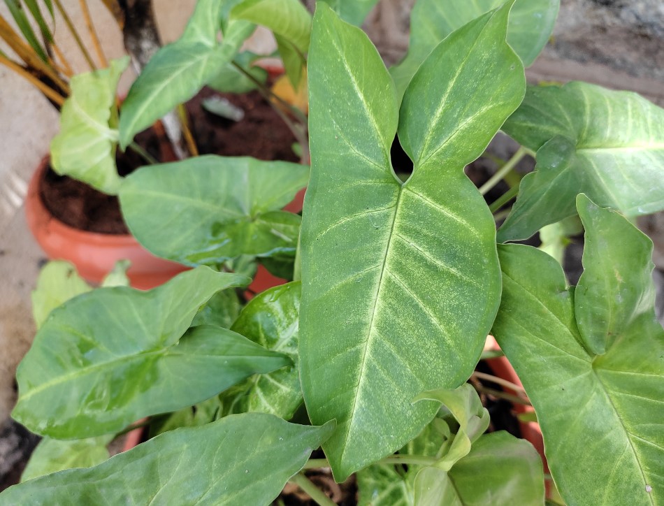 Xiaomi Redmi Note 10 camera sample. Credit: DH Photo/KVN Rohit