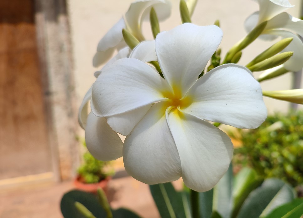 Xiaomi Redmi Note 10 Pro Max's camera sample. Credit: DH Photo/KVN Rohit