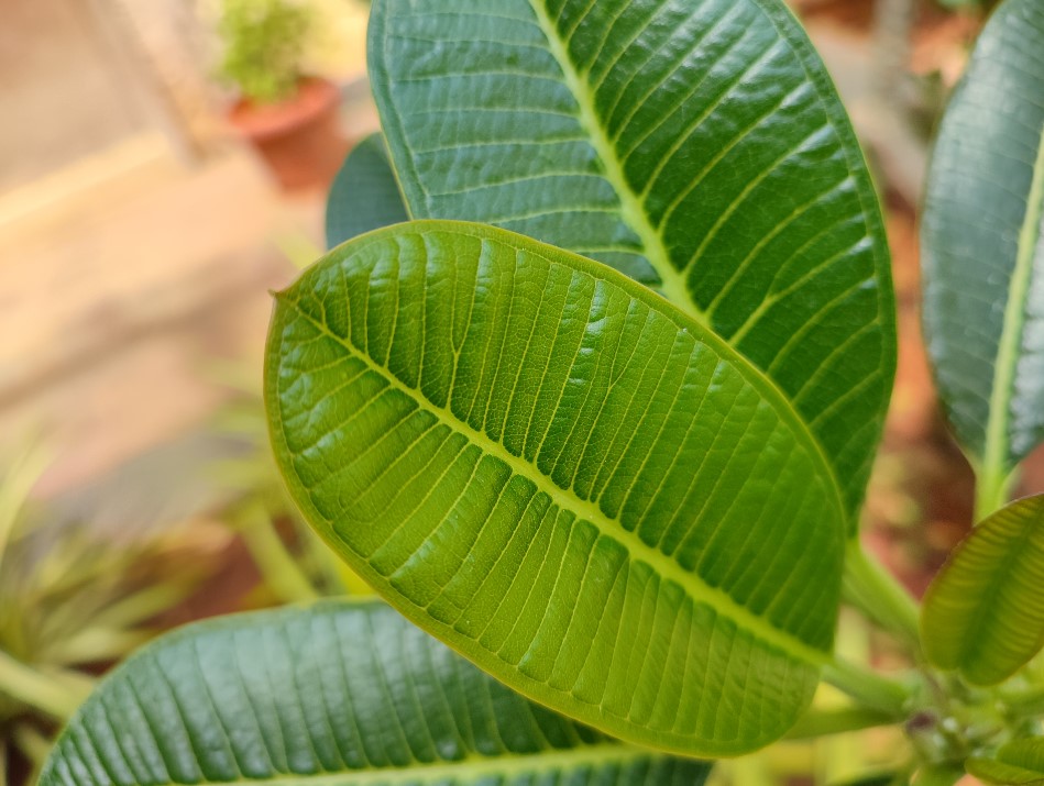 Xiaomi Redmi Note 10 Pro Max's camera sample. Credit: DH Photo/KVN Rohit