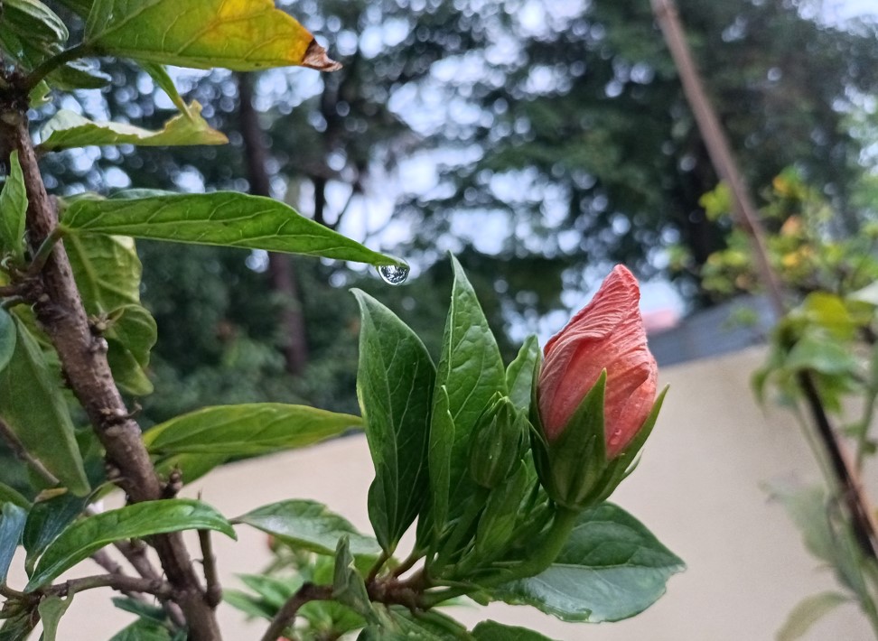 Xiaomi Redmi Note 10T 5G's camera photo sample. Credit: DH Photo/KVN Rohit