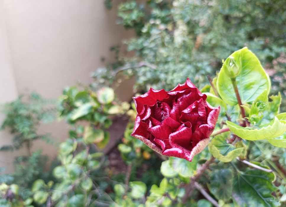 Xiaomi Redmi Note 10T 5G's camera photo sample. Credit: DH Photo/KVN Rohit
