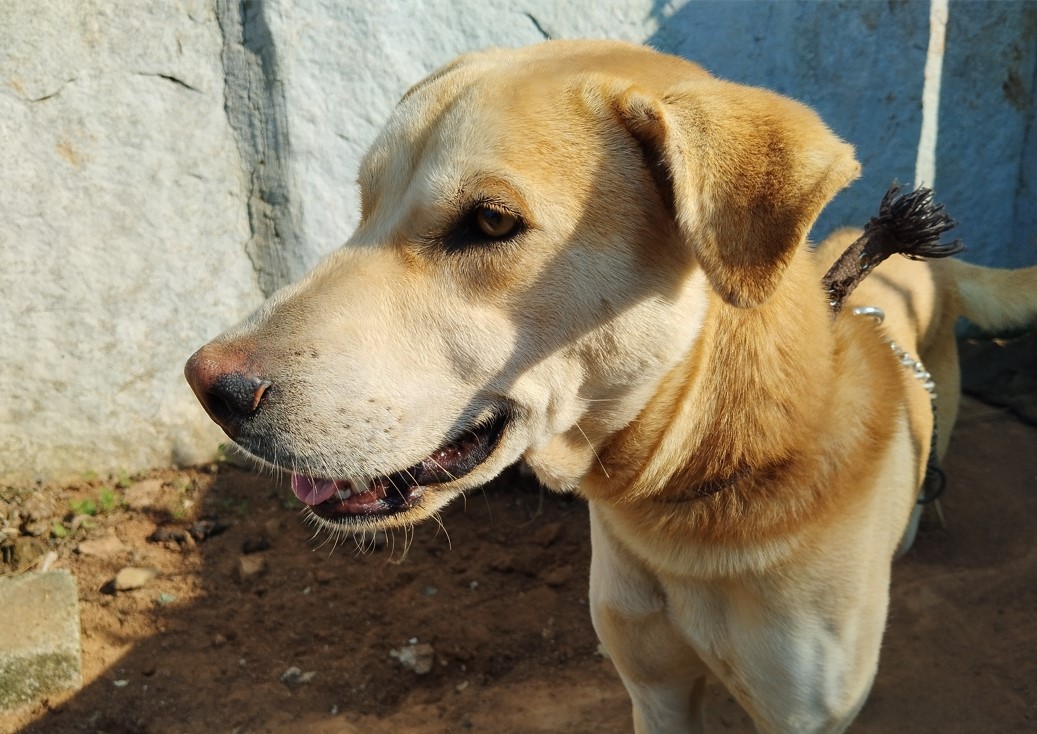 Redmi Note 12 5G camera sample. Credit: DH Photo/KVN Rohit