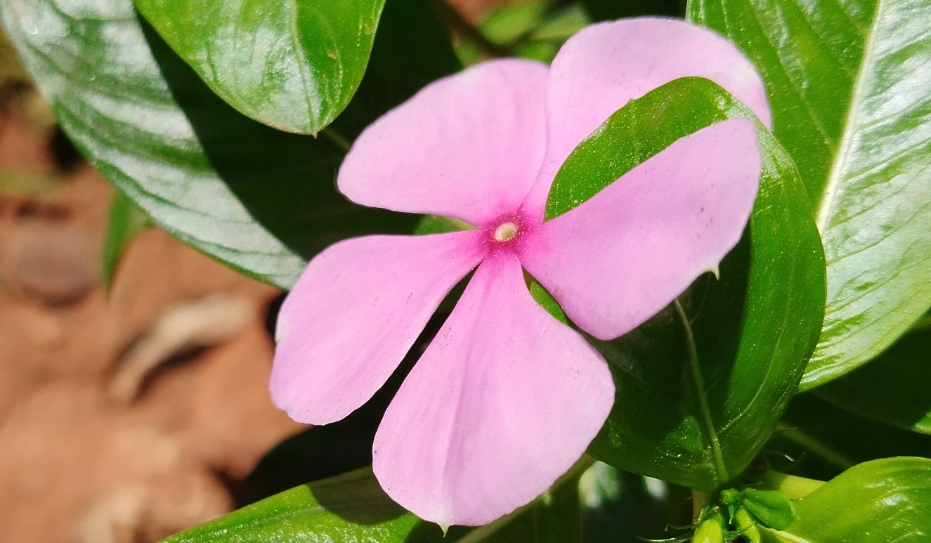 Redmi Note 12 5G camera sample with zoomed-in. Credit: DH Photo/KVN Rohit