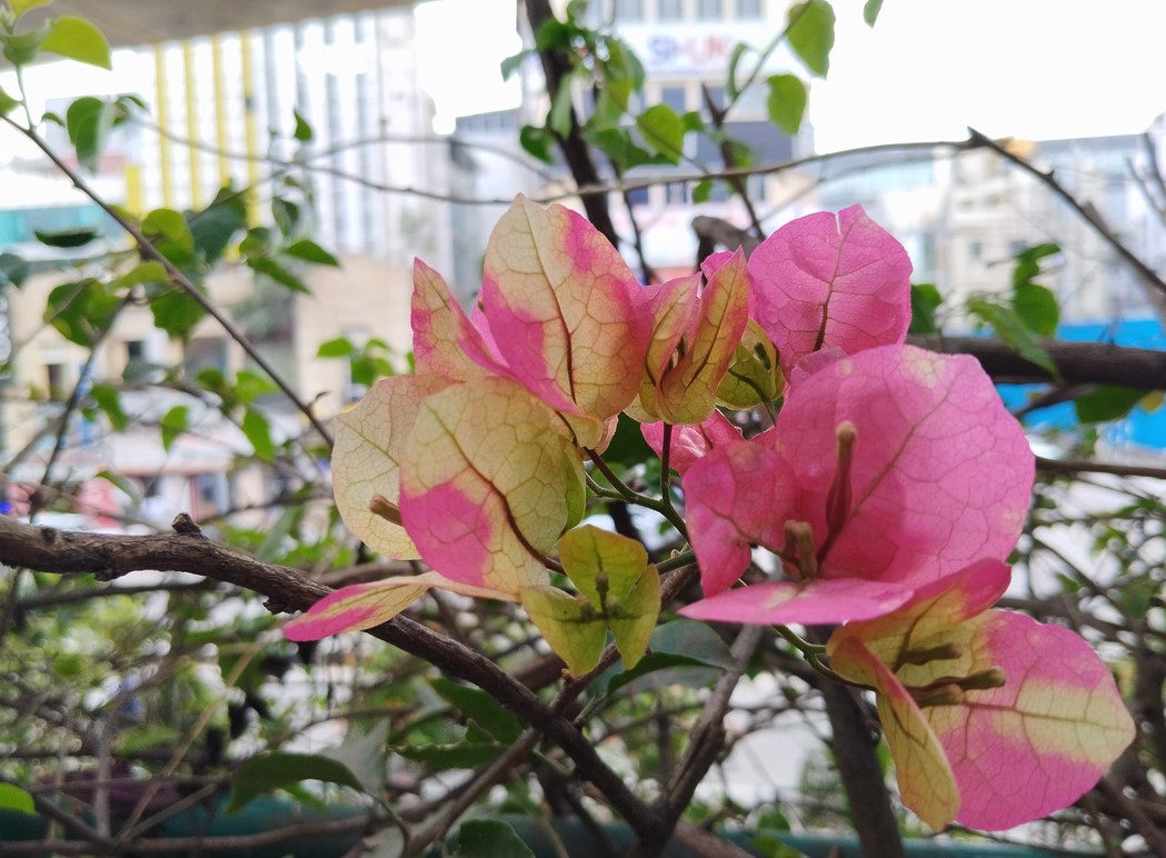 Redmi Note 12 5G camera sample. Credit: DH Photo/KVN Rohit