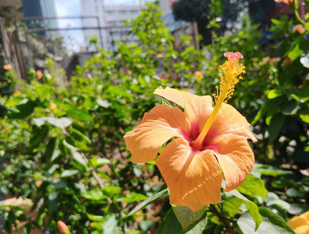 Redmi Note 12 5G camera sample. Credit: DH Photo/KVN Rohit