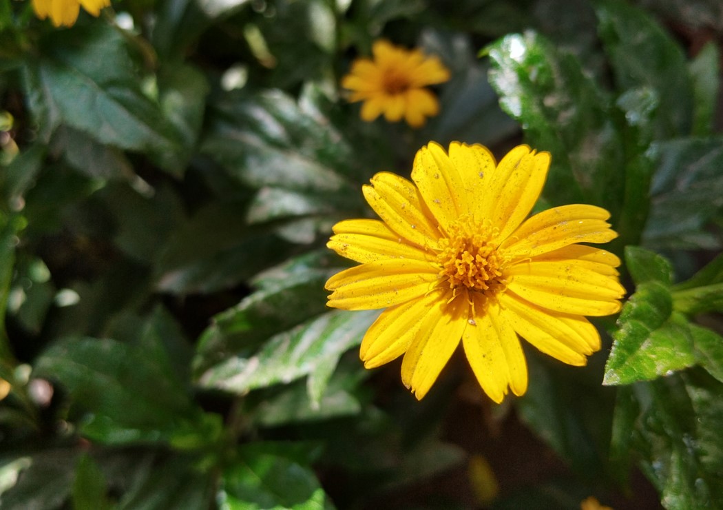 Redmi Note 12 5G camera sample. Credit: DH Photo/KVN Rohit