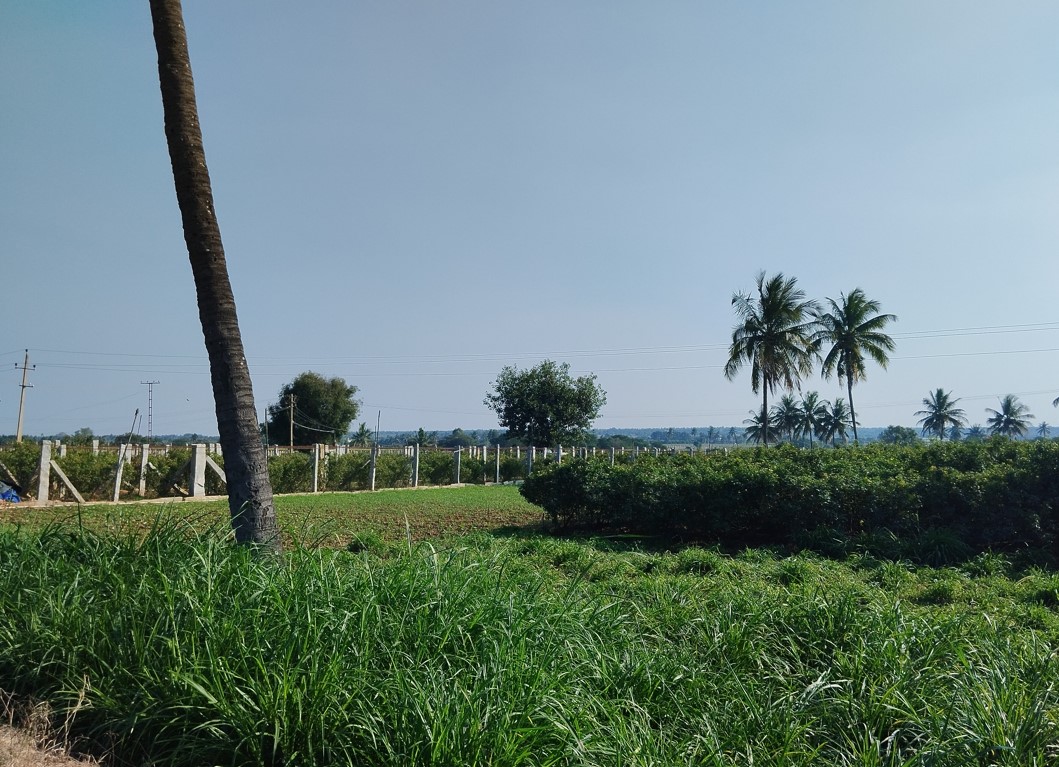 Redmi Note 12 5G camera sample normal view mode. Credit: DH Photo/KVN Rohit