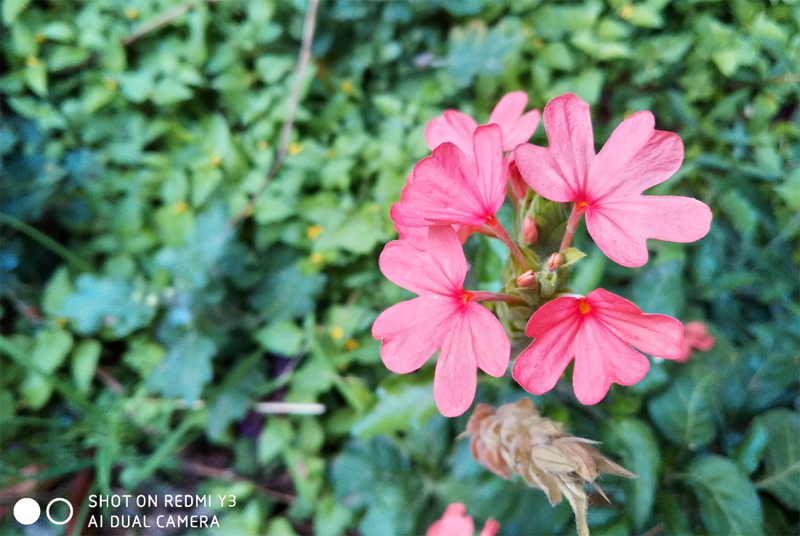 Xiaomi Redmi Y3 primary camera sample; Picture credit: Rohit KVN/DH News Service