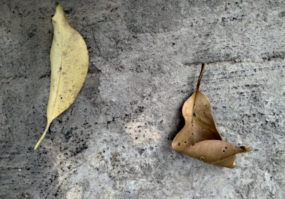 Xiaomi Redmi Y3 dua-camera photo sample; picture credit: Rohit KVN/DH News Service
