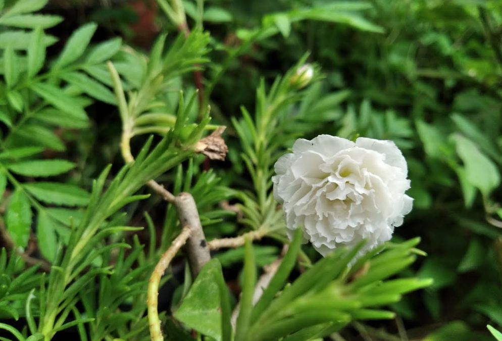 Xiaomi Redmi 7A's primary camera sample picture; DH Photo/Rohit KVN