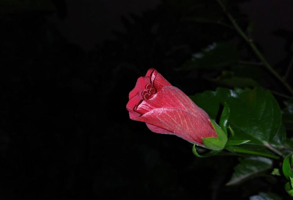Xiaomi Redmi 7A's primary camera sample picture; DH Photo/Rohit KVN
