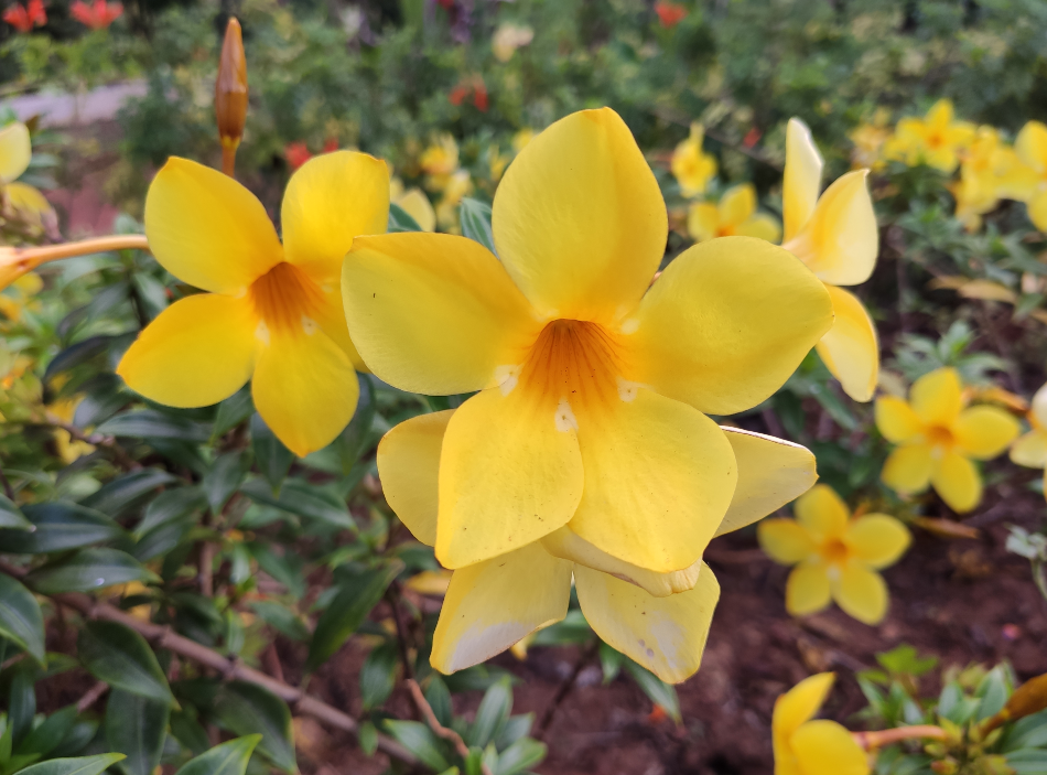 A sample picture with the Xiaomi Redmi K20 primary camera. Credit: DH Photo/Rohit KVN