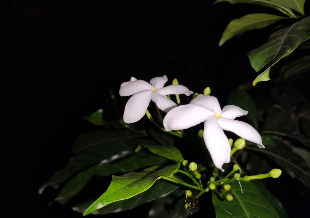 A sample picture taken at night with the Xiaomi Redmi K20 primary camera. Credit: DH Photo/Rohit KVN