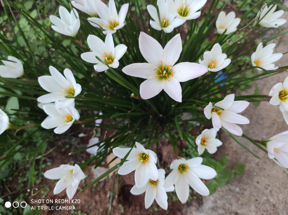 A sample picture with the Xiaomi Redmi K20 primary camera. Credit: DH Photo/Rohit KVN