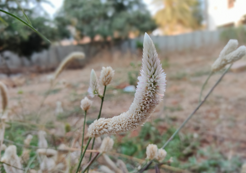 Xiaomi Redmi Note 9 Pro's Portrait mode picture sample (DH Photo/Rohit KVN)