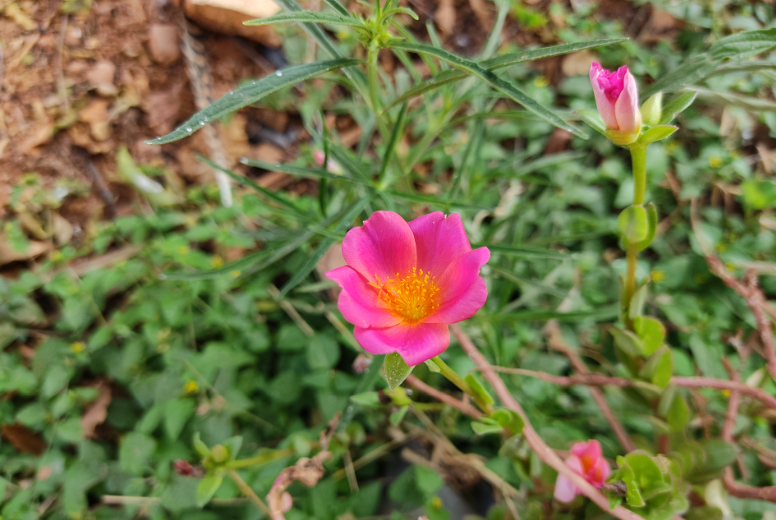 Xiaomi Redmi Note 9 Pro camera's photo sample (DH Photo/Rohit KVN)
