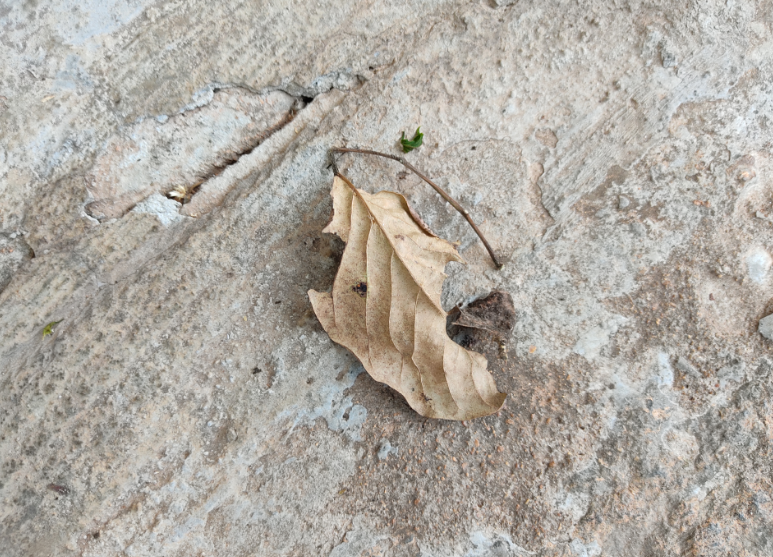 Xiaomi Redmi Note 9 Pro camera's photo sample (DH Photo/Rohit KVN)