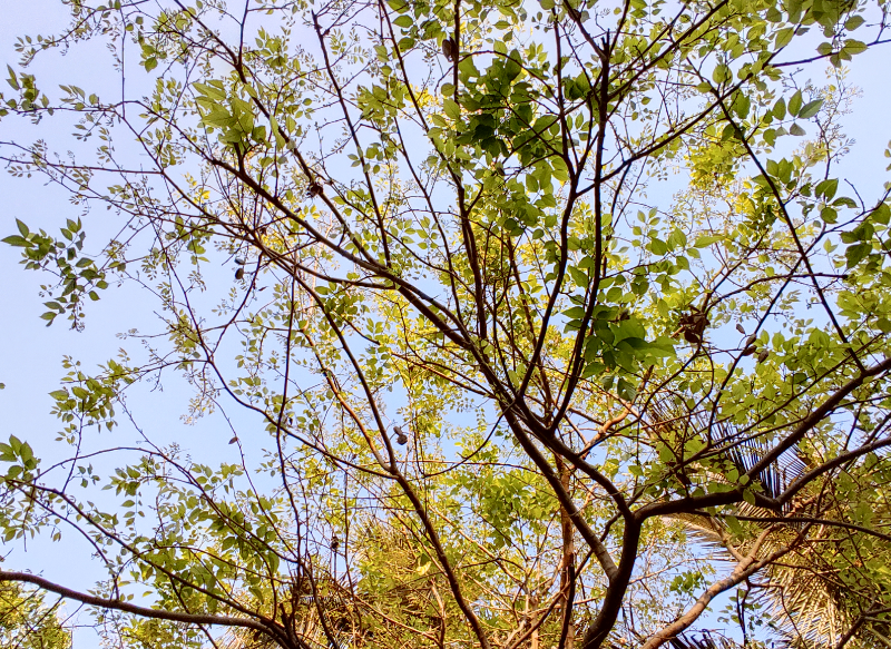 Xiaomi Redmi Note 9 Pro camera's photo sample (DH Photo/Rohit KVN)