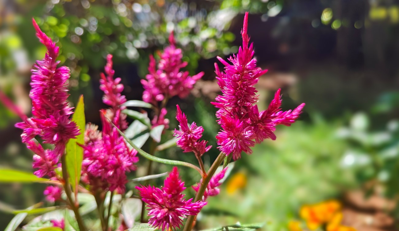 iQOO 11 5G camera sample with portrait mode on. Credit: DH Photo/KVN Rohit