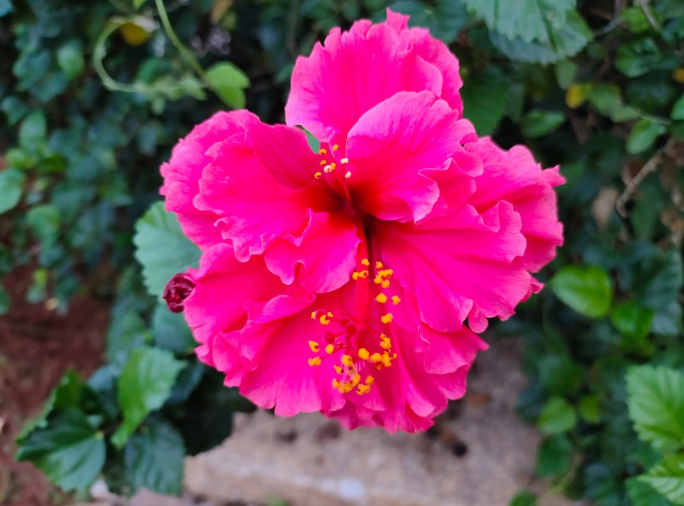iQOO Z3 camera sample. Credit: DH Photo/KVN Rohit