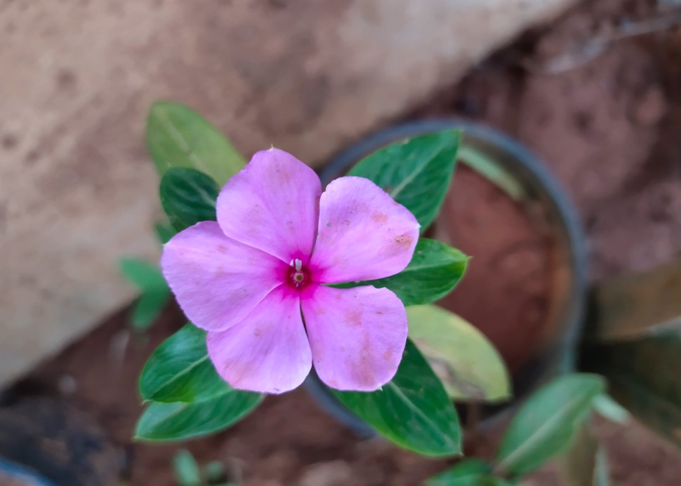 iQOO Z3 camera sample. Credit: DH Photo/KVN Rohit