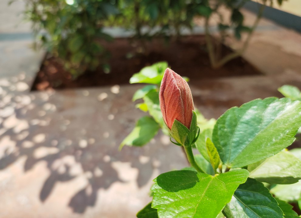 iQoo 3 camera's photo sample (DH Photo/Rohit KVN)
