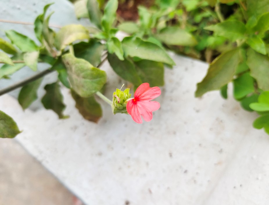 iQoo 3 camera's photo sample (DH Photo/Rohit KVN)