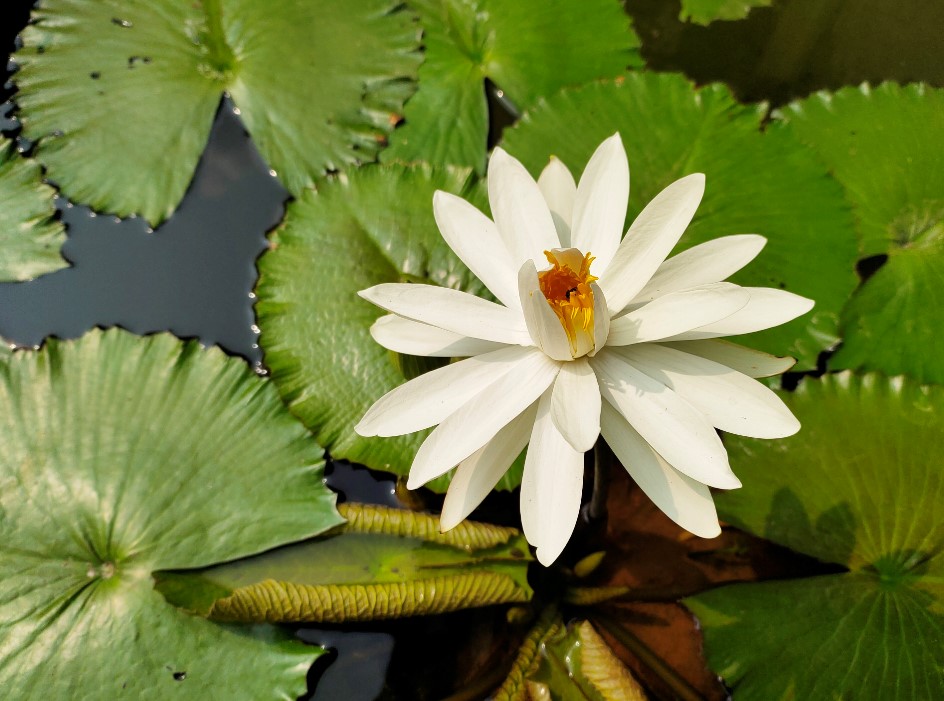 iQoo 3 camera's photo sample (DH Photo/Rohit KVN)