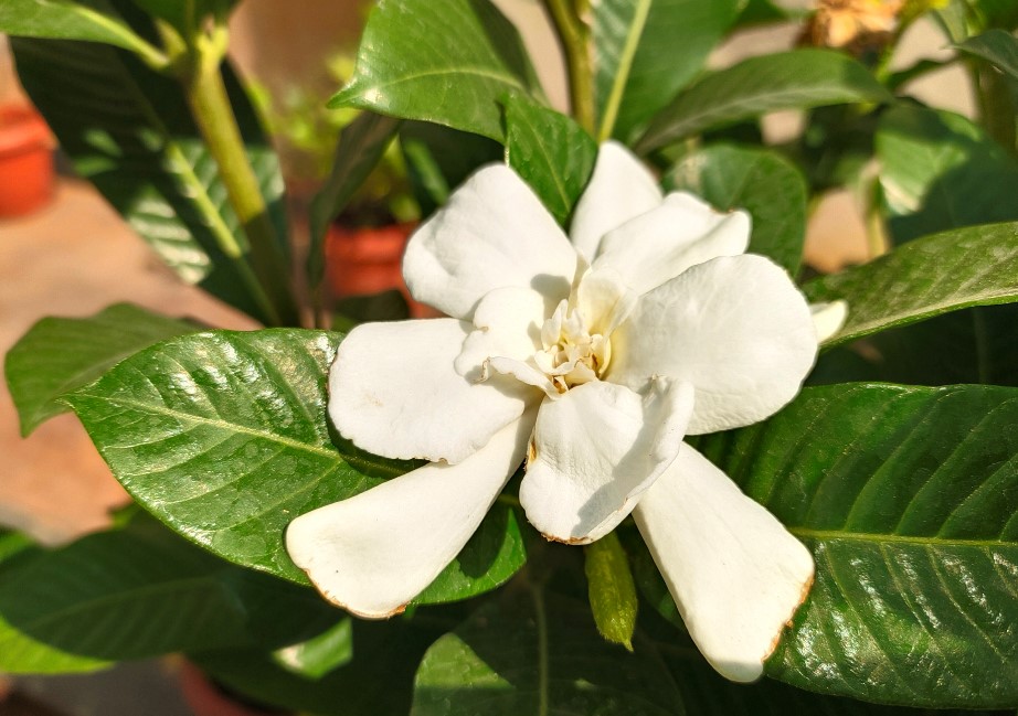 iQoo 3 camera's photo sample (DH Photo/Rohit KVN)