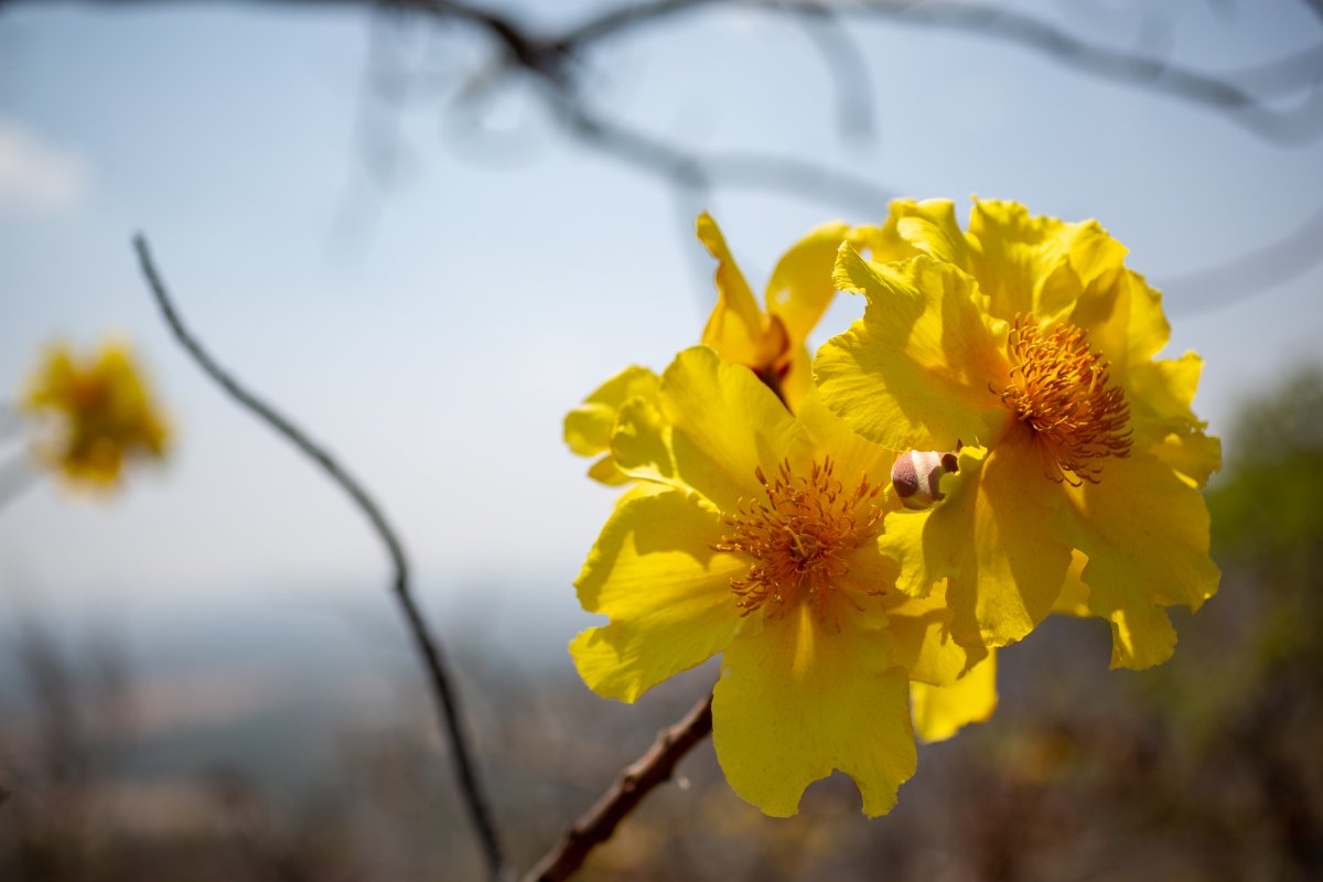 Pretty flowers