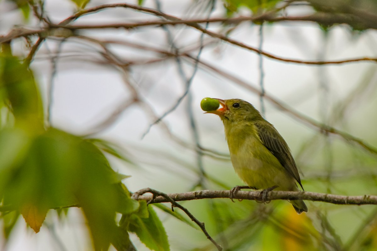 A pale-billed flowerpecker