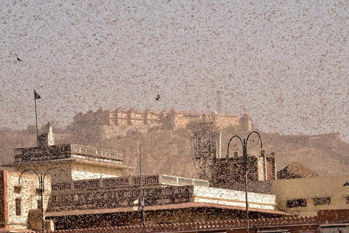 Karnataka: Farmers fear locust menace in Madhurigi