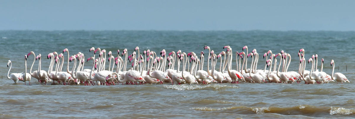 Migratory birds of Almatti backwaters to get state protection