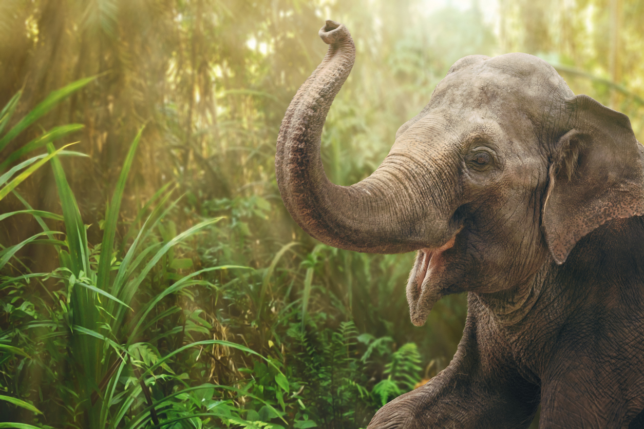 Elephant menace on the rise in Mudigere taluk