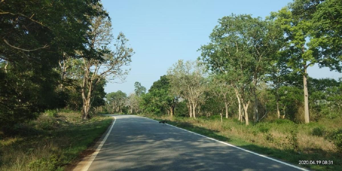 Bandipur: Forest department's novel ideas help to prevent wildfire