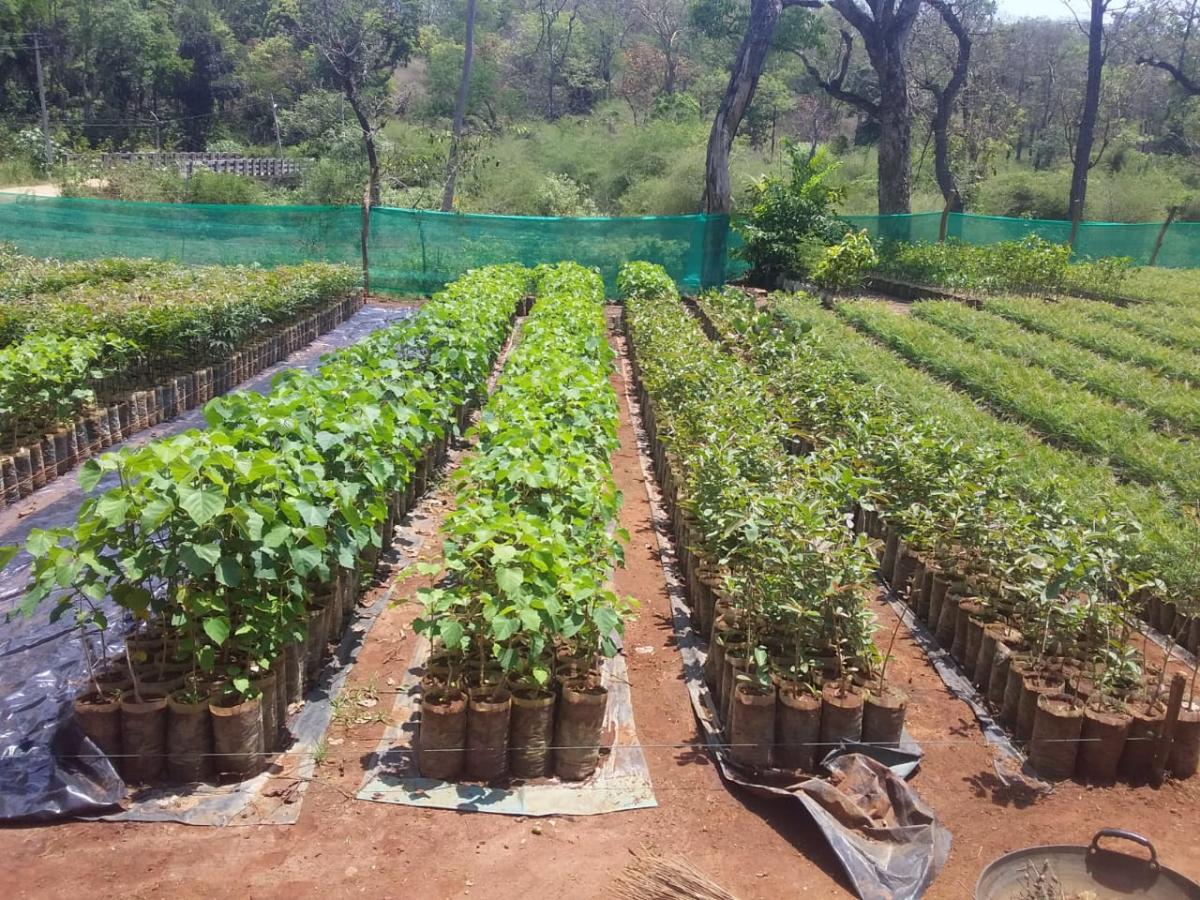 Forest dept to distribute 80,000 saplings
