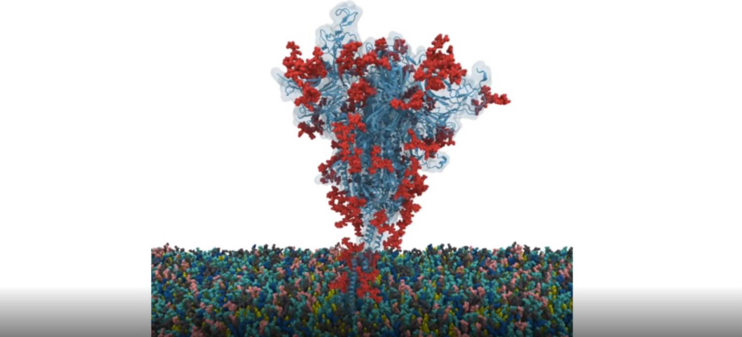 First open source all-atom models of COVID-19 'spike' protein produced