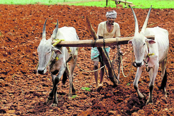 Heavy monsoon rains speed up crop planting in India