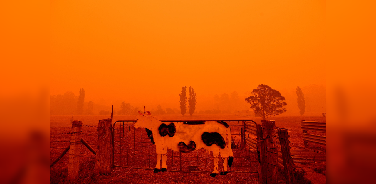 About 3 billion animals harmed by Australian bushfires, says WWF