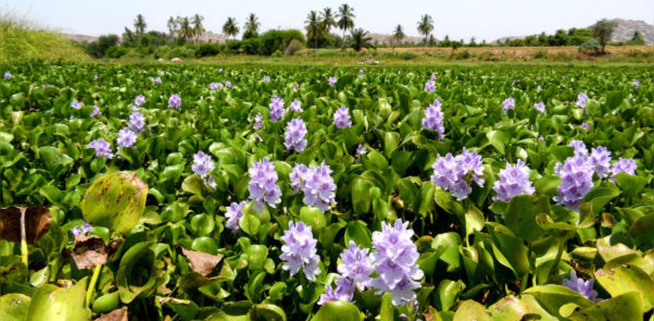 Bengal women make 'rakhis' from water hyacinth