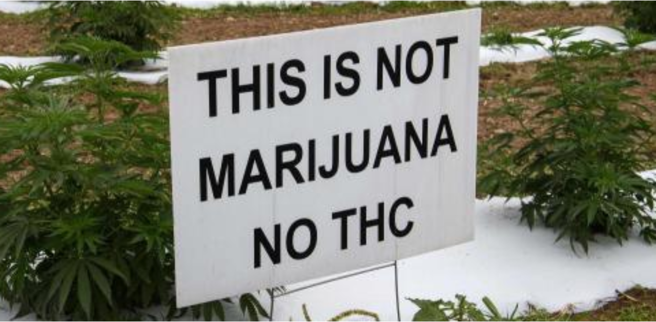 'Not marijuana': US hemp farmers battle tough market and thieves