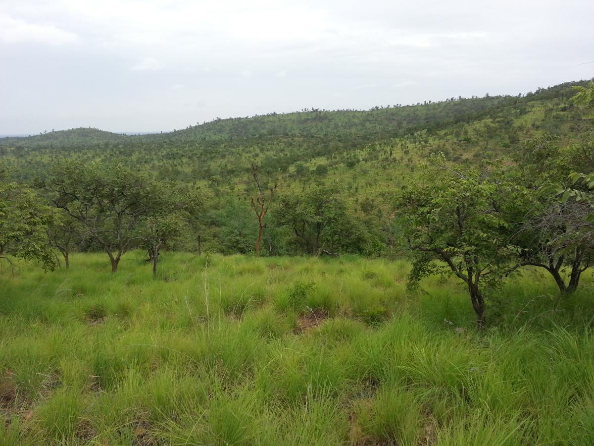 When tree planting does more harm than good