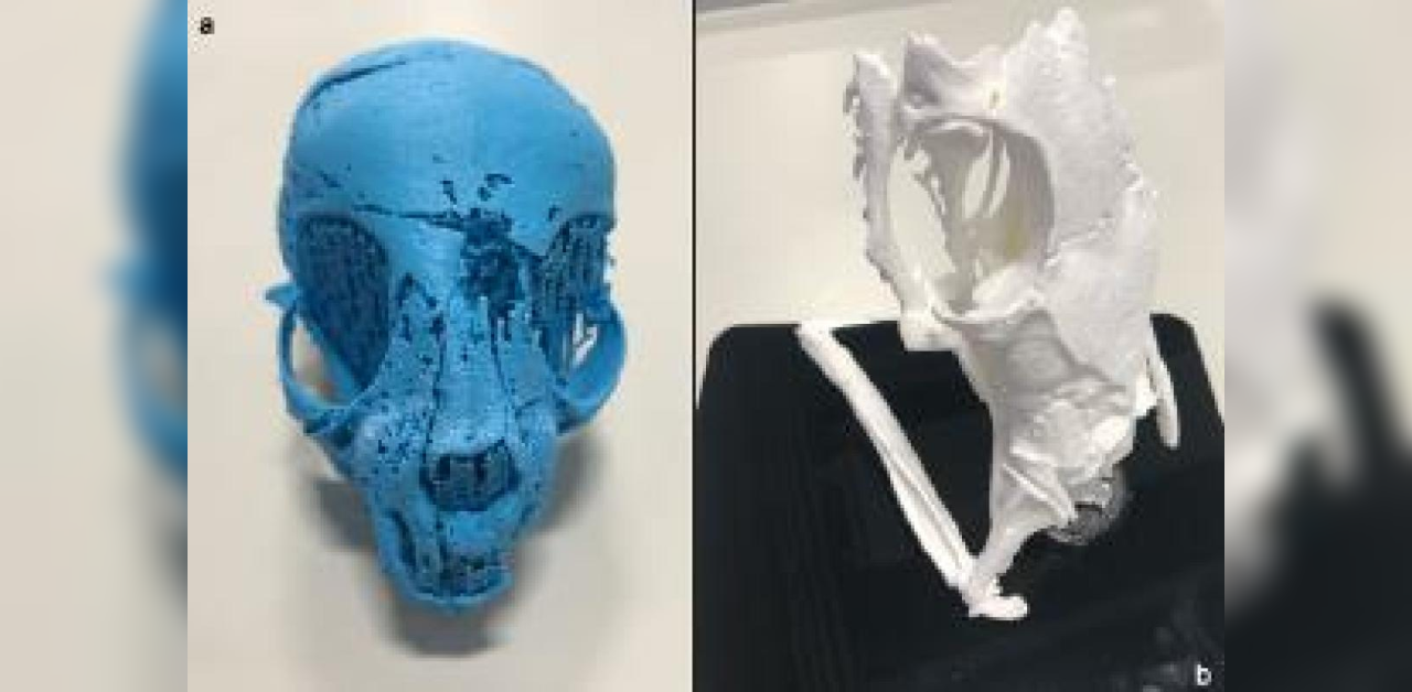 X-rays shed light on animal mummies' secrets