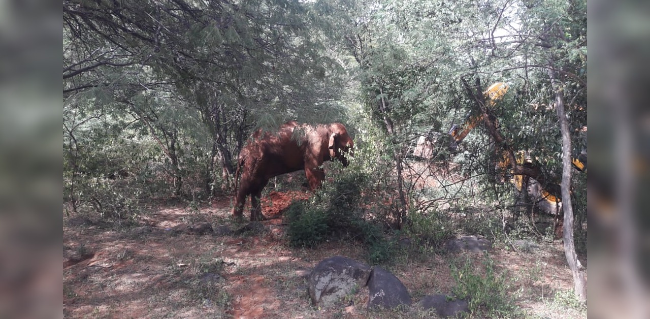 Forest dept rescues wild elephant from trench in Hanur