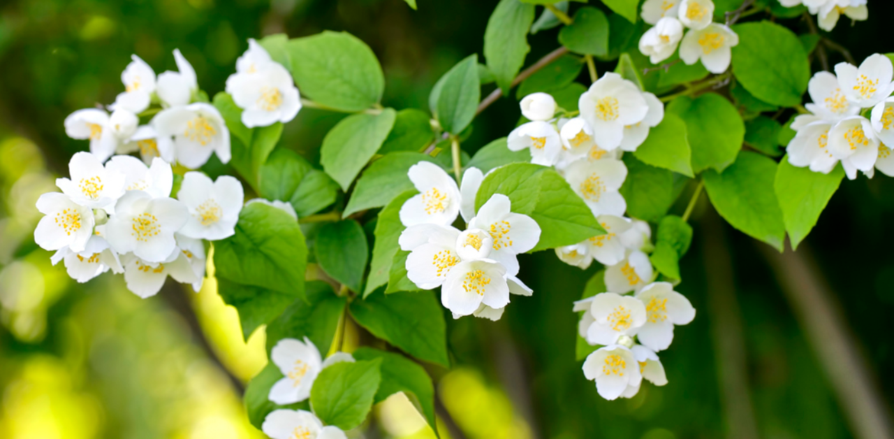 Flowers of the sky