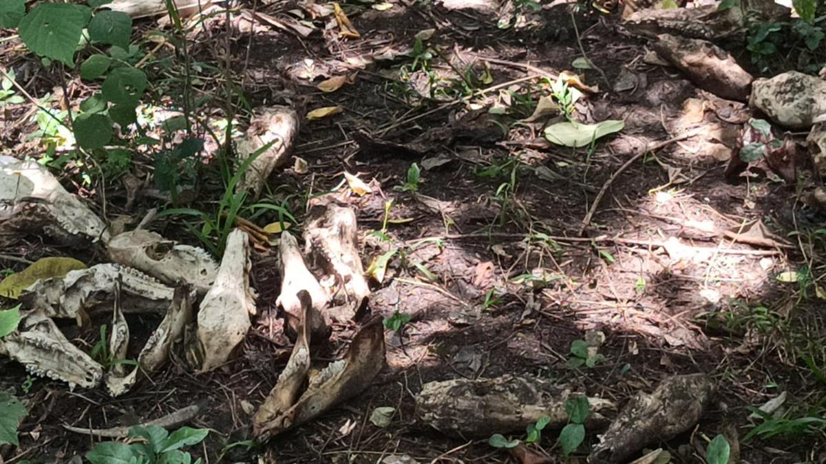 Karnataka: Animal skulls found in Holenarasipur
