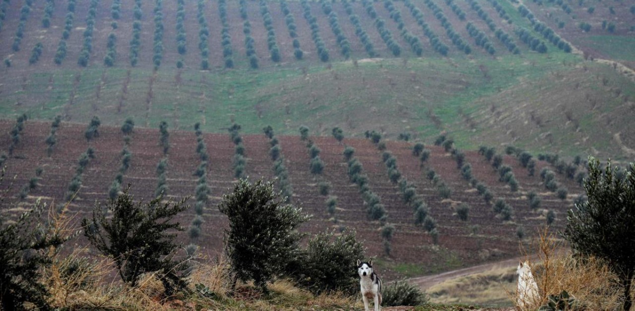 Smuggled olive trees from Syria flourish in Iraq