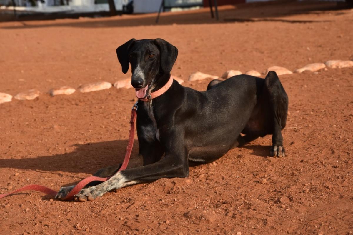 Indie dog merits less known