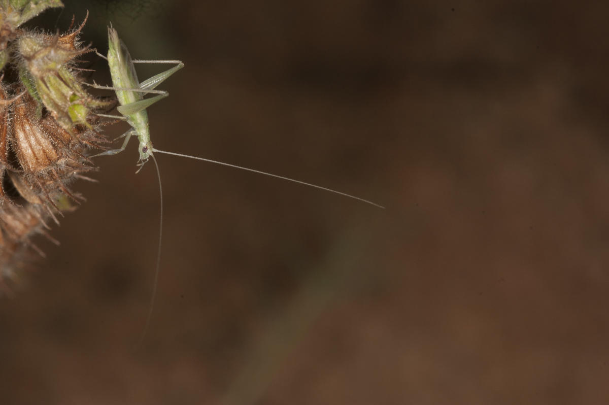 Tree crickets alter behaviour in the presence of predator 